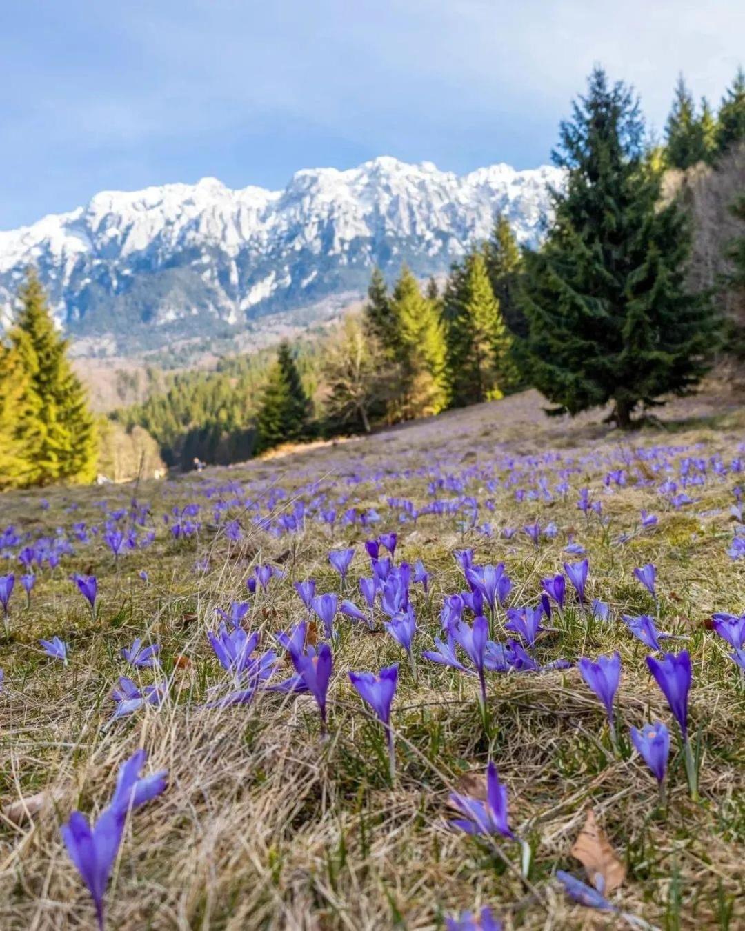 Cazare Zorilor Zarnesti Bilik gambar